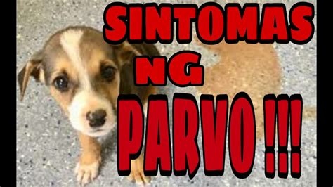 parvo meaning in tagalog|Doginfos ᐅ Parvo: Mga Sintomas at Gamot ng Parvo .